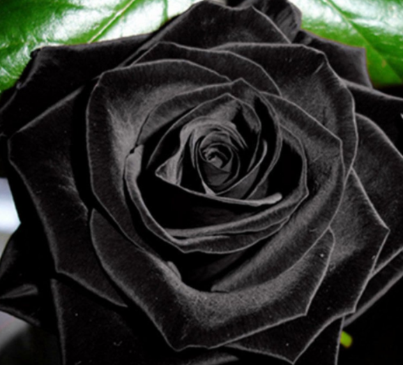 black rose buy online