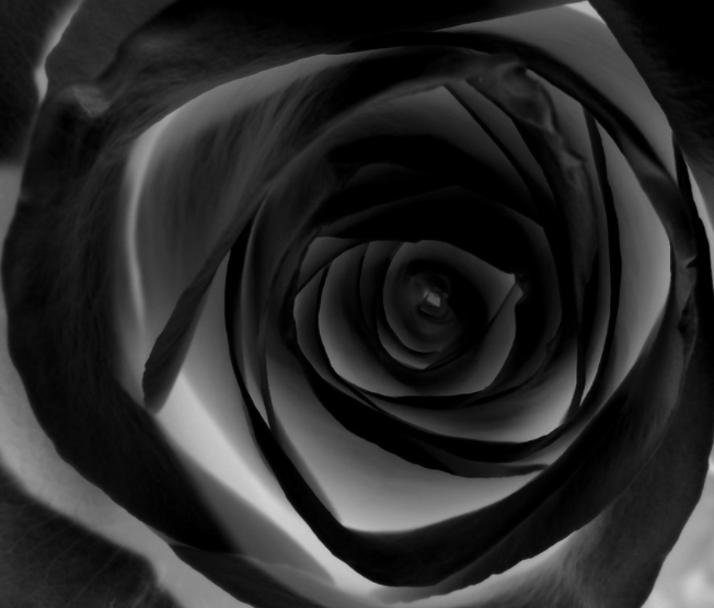 black rose buy online