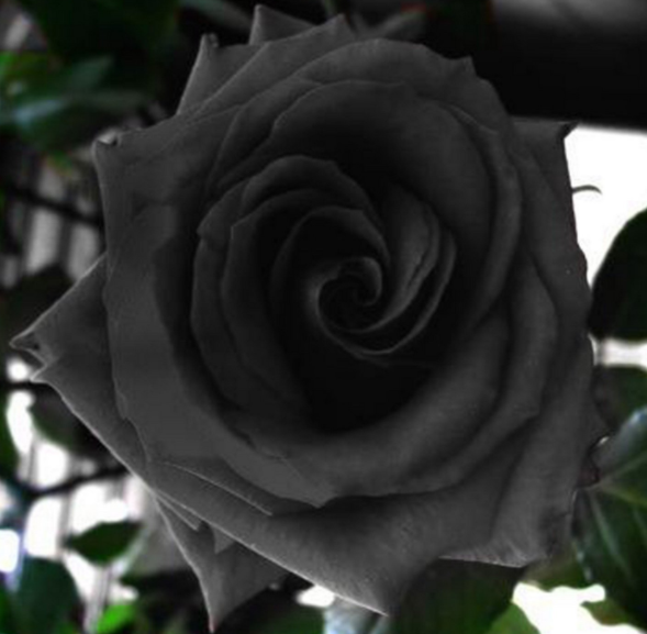 black rose buy online 